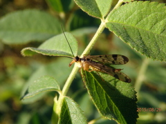 Panorpa connexa