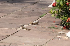 Leiocephalus carinatus