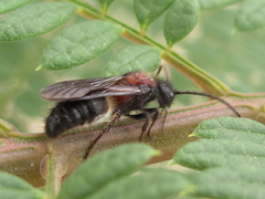 Physetopoda punctata