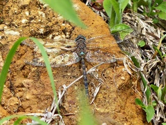 Rhionaeschna vigintipunctata