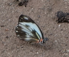 Pieriballia viardi