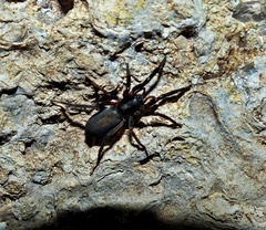 Teminius insularis