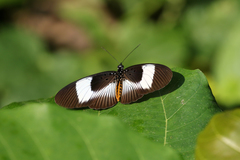 Pseudacraea eurytus eurytus