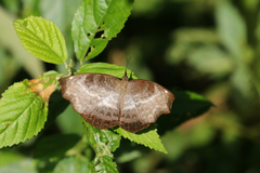 Ariadne albifascia