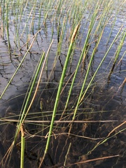 Eleocharis equisetoides