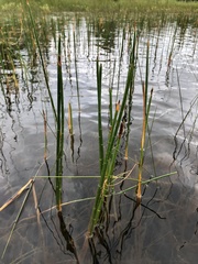 Eleocharis equisetoides