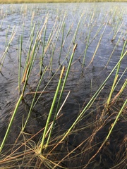 Eleocharis equisetoides