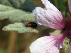 Podagrica fuscicornis