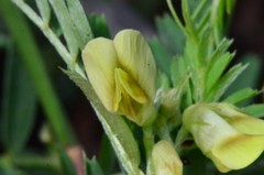 Vicia anatolica
