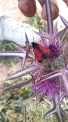 Zygaena graslini