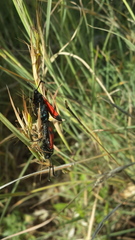 Zygaena graslini