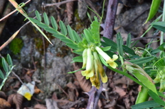 Vicia anatolica