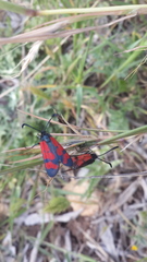 Zygaena graslini