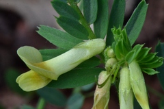 Vicia anatolica