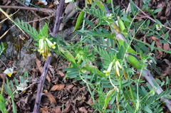 Vicia anatolica