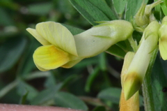 Vicia anatolica
