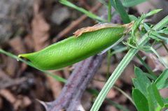 Vicia anatolica