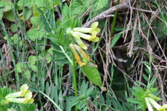 Vicia anatolica