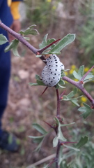 Cimbex quadrimaculatus