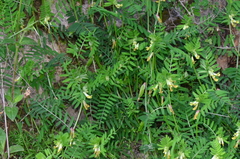 Vicia anatolica