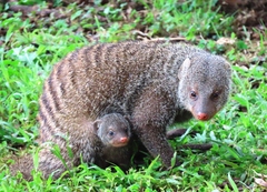 Banded Mongoose photo 2