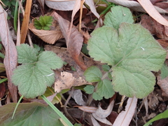 Geum