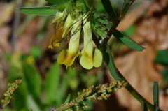 Vicia anatolica
