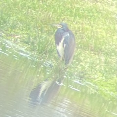 Egretta tricolor image