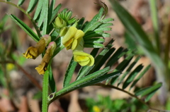 Vicia anatolica
