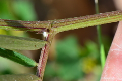 Vicia anatolica