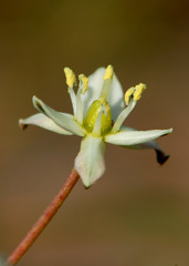 Muilla maritima
