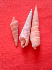 Terebra