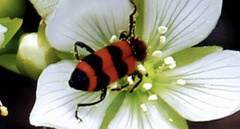 Trichodes apivorus