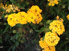 Lantana