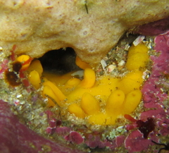 Ciocalypta polymastia