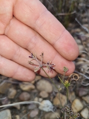 Pelargonium pilosellifolium