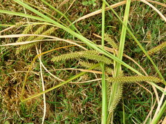 Carex cockayneana