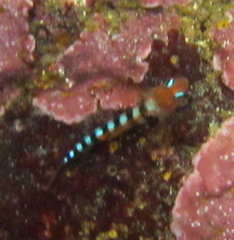 Notoclinops segmentatus