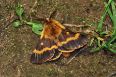Lemonia dumi