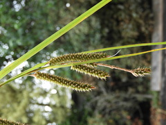 Carex cockayneana