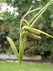 Carex cockayneana