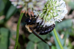 Xylocopa virginica image
