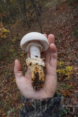 Amanita proxima