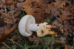 Amanita proxima