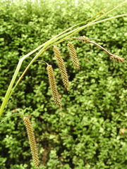Carex cockayneana