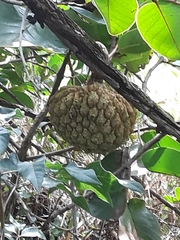 Annona crassiflora