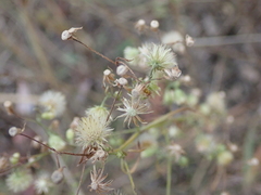 Erigeron canadensis