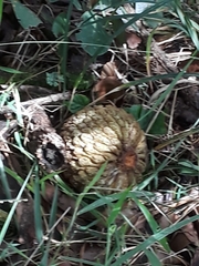Annona crassiflora