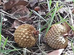 Annona crassiflora