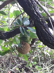 Annona crassiflora